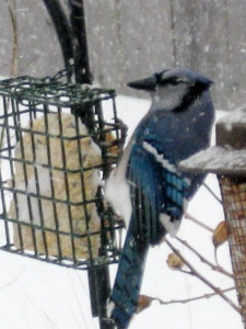 A blue jay. It is larger than the bluebird.