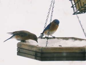 Eastern bluebirds are Missouri's state bird. A female is reaching for a raisin at my feeder while the male waits for his turn.