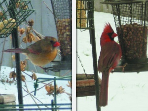 cardinals_female - male