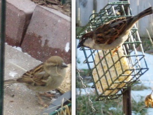 English sparrows_female - male