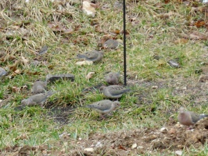 mourning dove_02-25-11_1732_edited