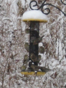 Nijer feeder with gold finches and pine siskins.