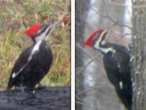 pileated woodpeckers_female - male
