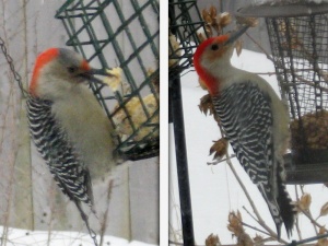 red-bellied woodpeckers_female - male