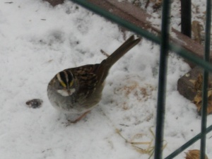 white-throated sparrow_01-17-14_6498_edited