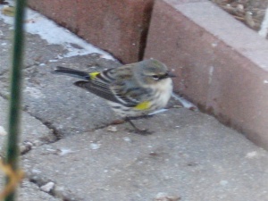 yellow-rumped warbler_02-03-14_6843_edited